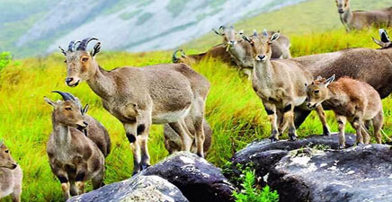 5d/4n South India - Kerala 