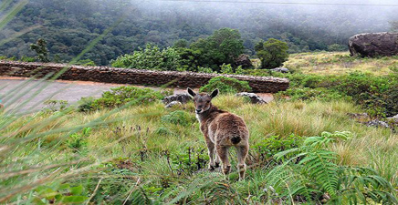Total Kerala Tour Package  | 6n/7d |  